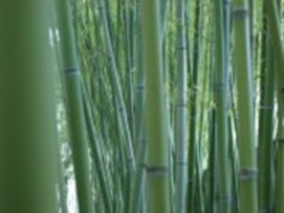 巨大 房乳 挤奶：奶牛高产秘诀-5